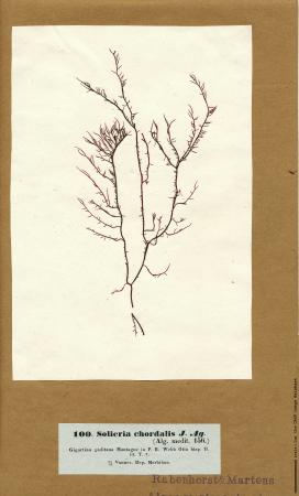 Solieria chordalis.jpg